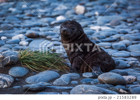 Antarctic fur seal lying on shingle beach Antarctic fur seal lying on shingle beach 21583289