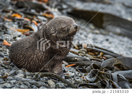 Antarctic fur seal pup with eyes shut 21583310