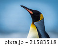 Close-up of king penguin with sea behind 21583518