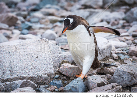 Gentoo penguin waddling over rocks on beach 21583636