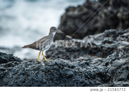 Juvenile willet walking on rocks beside sea 21583772