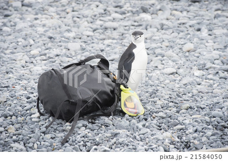 Chinstrap Penguin with bag Chinstrap Penguin with bag 21584050