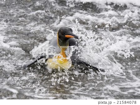 King Penguinin the water King Penguinin the water 21584078