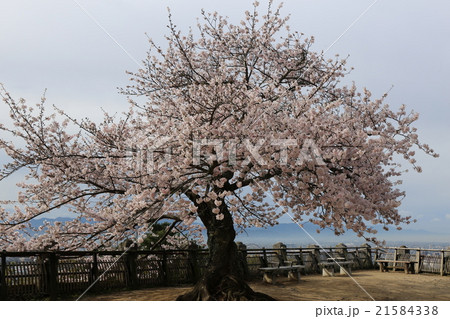 松山城の桜 21584338
