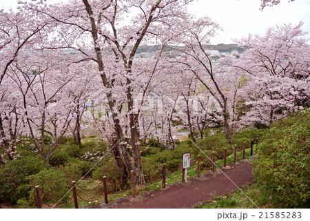 滝谷公園　桜 21585283