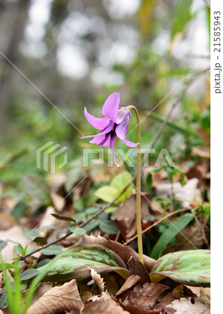 カタクリの花 21585943