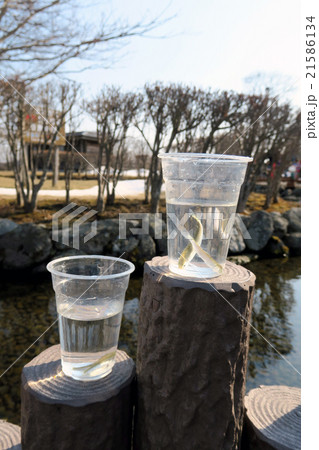 放流される鮭の稚魚（サケのふるさと館） 21586134