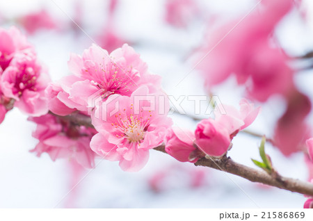 花桃、矢口 花桃、矢口 21586869