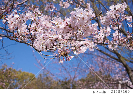 Spring Cherry blossoms, pink flowers. 21587169