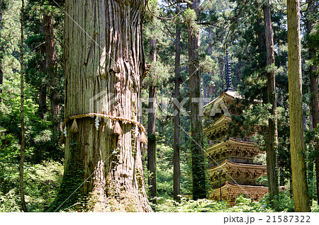 初夏の爺杉と五重塔 初夏の爺杉と五重塔 21587322