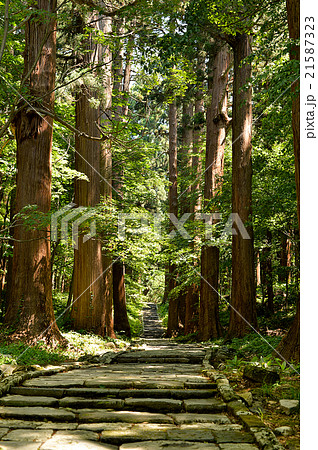 初夏の羽黒山杉並木 21587323