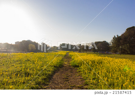 葛西臨海公園、菜の花畑 21587415