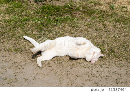 外で背中を地面にこすりつけゴロゴロする白猫（飼い猫）２の写真素材