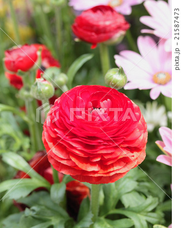 ラナンキュラス 21587473