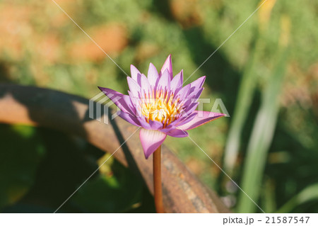 Lotus 21587547