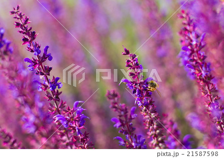 ラベンダーとミツバチ 21587598