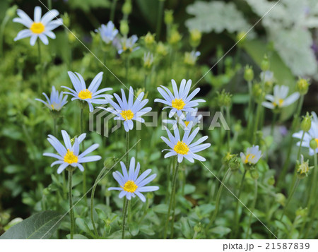 ブルーデージー 21587839