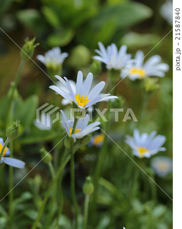 ブルーデージー ブルーデージー 21587840