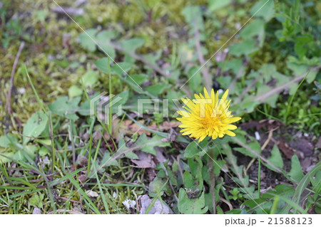 タンポポ 21588123