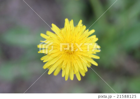 タンポポ 21588125