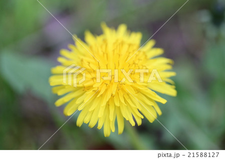 タンポポ 21588127