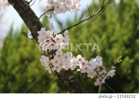 さくら 21588232