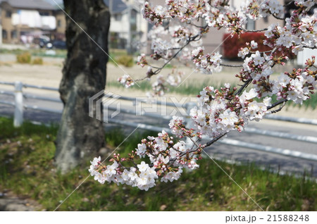 桜 桜 21588248