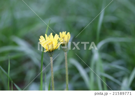 タンポポ 21589771