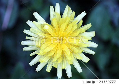 タンポポ 21589777
