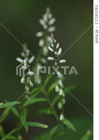 自然 植物 カスミヒメハギ、沖縄では道ばたで咲いている姿が年中見られます 自然 植物 カスミヒメハギ、沖縄では道ばたで咲いている姿が年中見られます 21590281