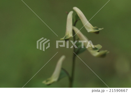 自然 植物 ジロボウエンゴサク、開花前、花びらの先は緑色をしているようです 自然 植物 ジロボウエンゴサク、開花前、花びらの先は緑色をしているようです 21590667