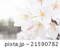 桜 21590782