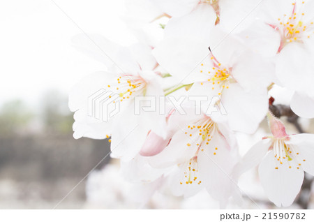 桜 桜 21590782