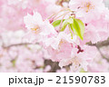 桜 21590783
