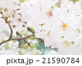 桜 21590784