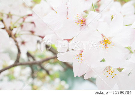 桜 桜 21590784