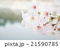 桜 21590785