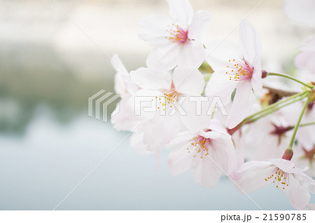 桜 桜 21590785