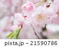 桜 21590786