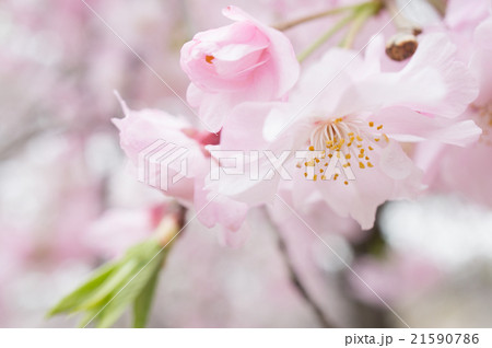 桜 桜 21590786