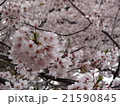 桜 21590845