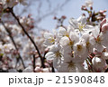 桜 21590848