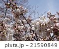 桜 21590849