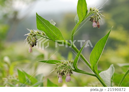 コンフリー 21590872