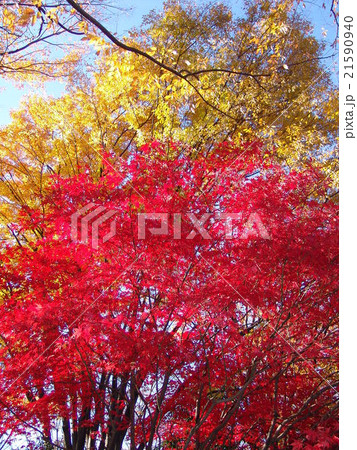 埼玉 所沢 航空公園 紅葉の写真素材