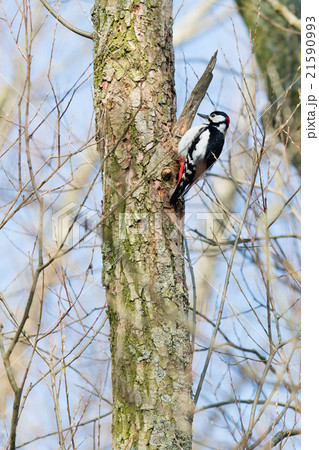 Woodpecker on a tree Woodpecker on a tree 21590993