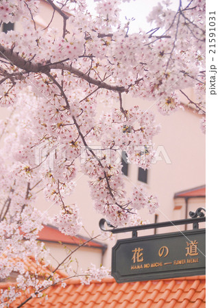 花の道の桜 花の道の桜 21591031