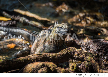 Marine iguana among roots staring at camera Marine iguana among roots staring at camera 21591092