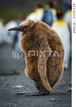 Oakum boy king penguin asleep on beach 21591128