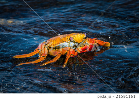 Sally Lightfoot crab on wet black rock 21591161